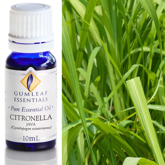 Essential Oil Citronella