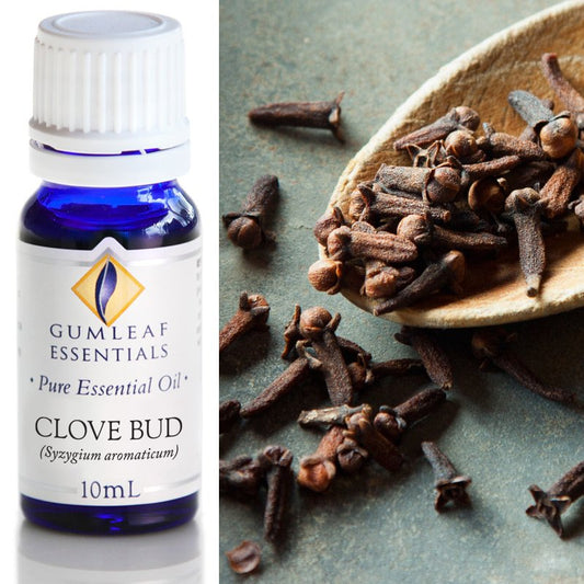 Essential Oil Clove Bud