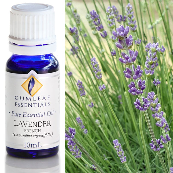 Essential Oil Lavender French