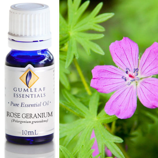 Essential Oil Rose Geranium