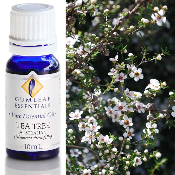 Essential Oil Tea Tree