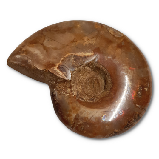 Large Ammonite